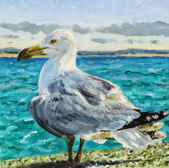 Seagull Oil Painting by Animal Artist Karen Davies