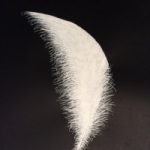 Ostrich Feather White on Black Painting – Contemporary Berkshire Artist Lee Driver
