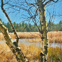 Englemere Pond, Birch Trees, Ascot, near Winkfield, Berkshire – Oil Painting by Landscape Artist Yana Kucheeva